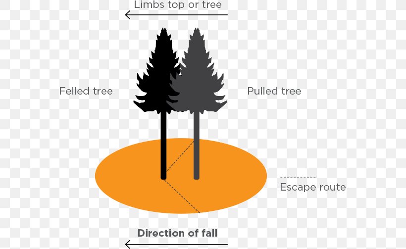 Fall Tree Felling Clip Art Image, PNG, 577x503px, Tree, Arbor Day, Chainsaw, Colorado Spruce, Conifer Download Free