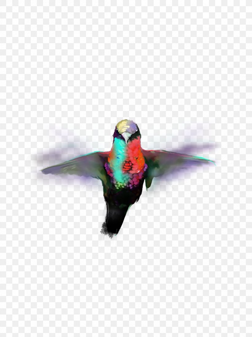Hummingbird M Parrot Beak Feather, PNG, 1200x1600px, Bird, Animal, Beak, Editing, Email Download Free