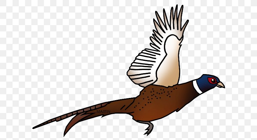 Pheasant Shooting Clip Art, PNG, 648x446px, Pheasant, Art, Beak, Bird, Cuculiformes Download Free