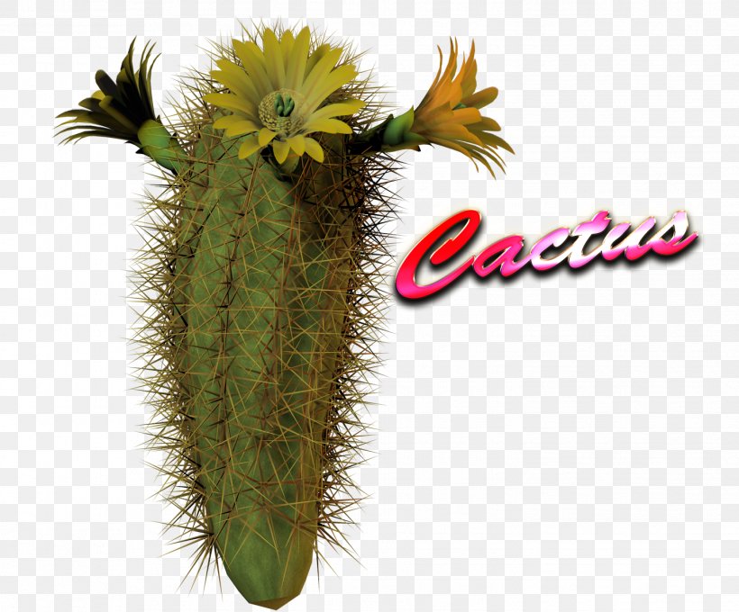 Cactaceae Succulent Plant, PNG, 1447x1200px, Cactaceae, Cactus, Cactus Garden, Caryophyllales, Drawing Download Free