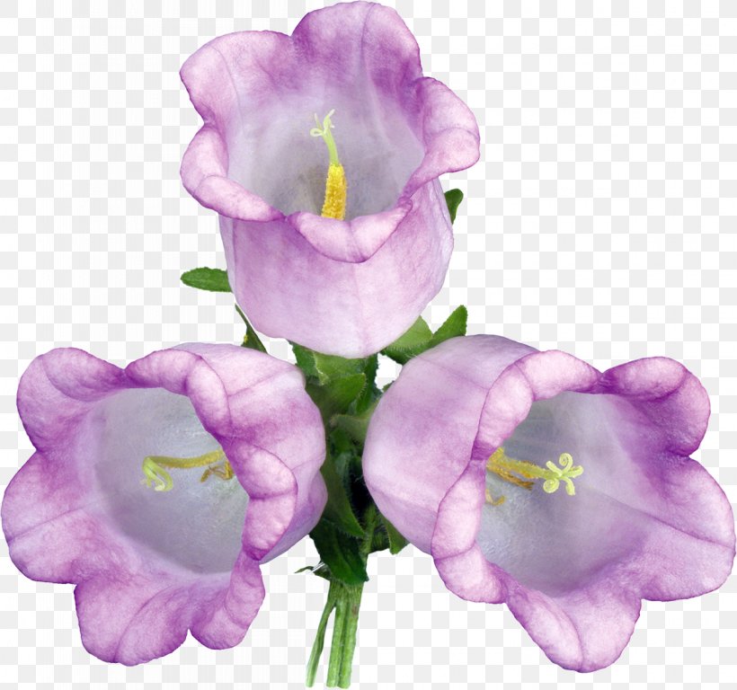 Clip Art, PNG, 1200x1125px, Flower, Bellflower, Bellflower Family, Bellflowers, Cut Flowers Download Free