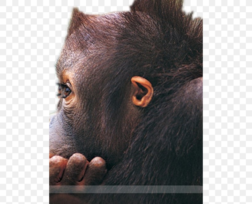 Gorilla Orangutan Monkey High-definition Television Wallpaper, PNG, 500x666px, 4k Resolution, Gorilla, Computer, Desktop Computer, Display Resolution Download Free