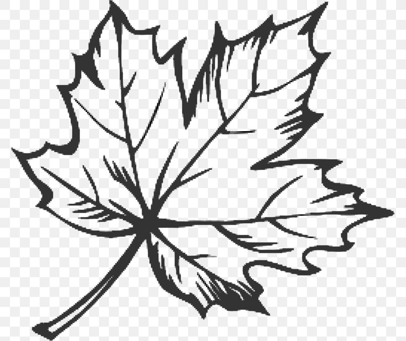 Maple Leaf Tattoo Sugar Maple Drawing, PNG, 776x689px, Maple Leaf, Acer Nigrum, Artwork, Black And White, Botany Download Free