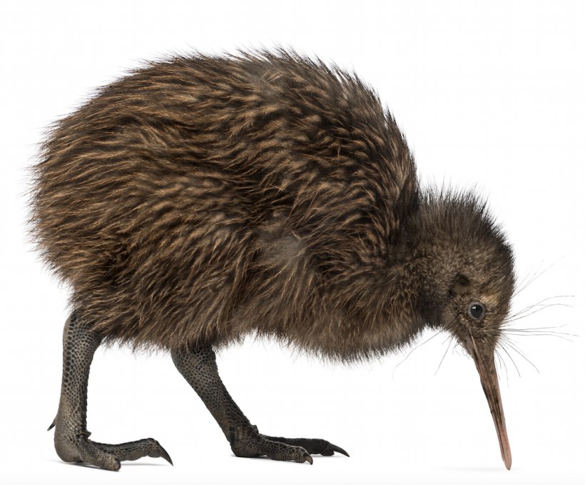 New Zealand Bird North Island Brown Kiwi Little Spotted Kiwi Common Ostrich, PNG, 1071x888px, New Zealand, Beak, Bird, Bird Of Prey, Common Ostrich Download Free