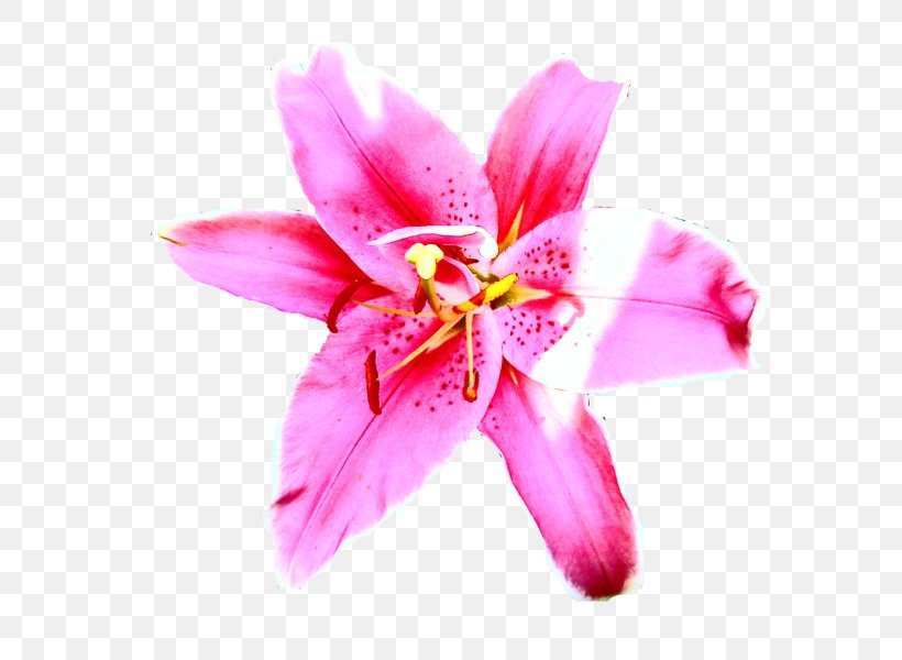 Pink M Close-up Petal Lily M P!nk, PNG, 800x600px, Pink M, Close Up, Closeup, Flora, Flower Download Free