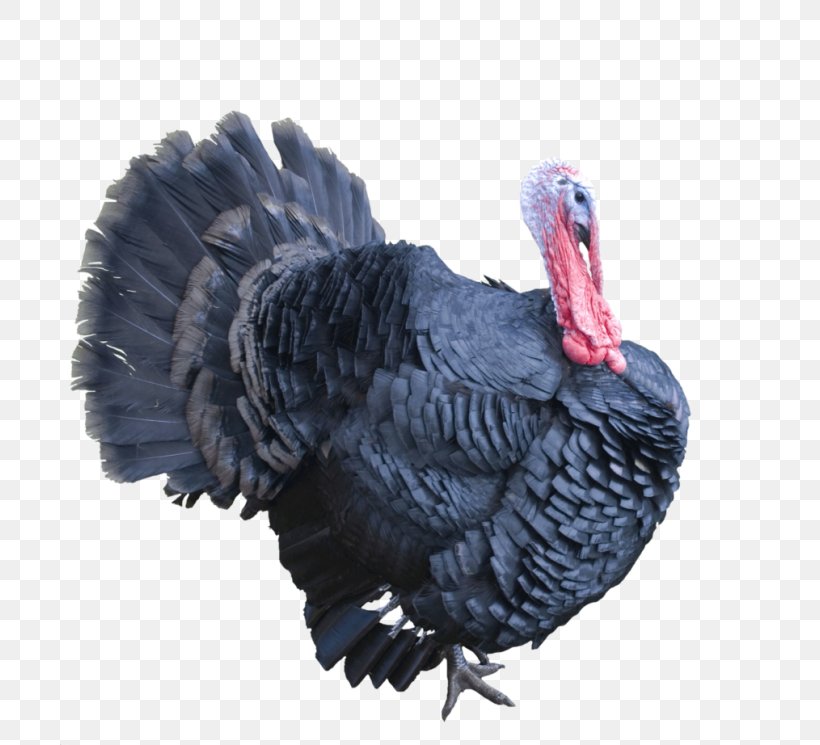 Turkey Clip Art Image, PNG, 700x745px, Turkey, Beak, Bird, Domesticated Turkey, Drawing Download Free