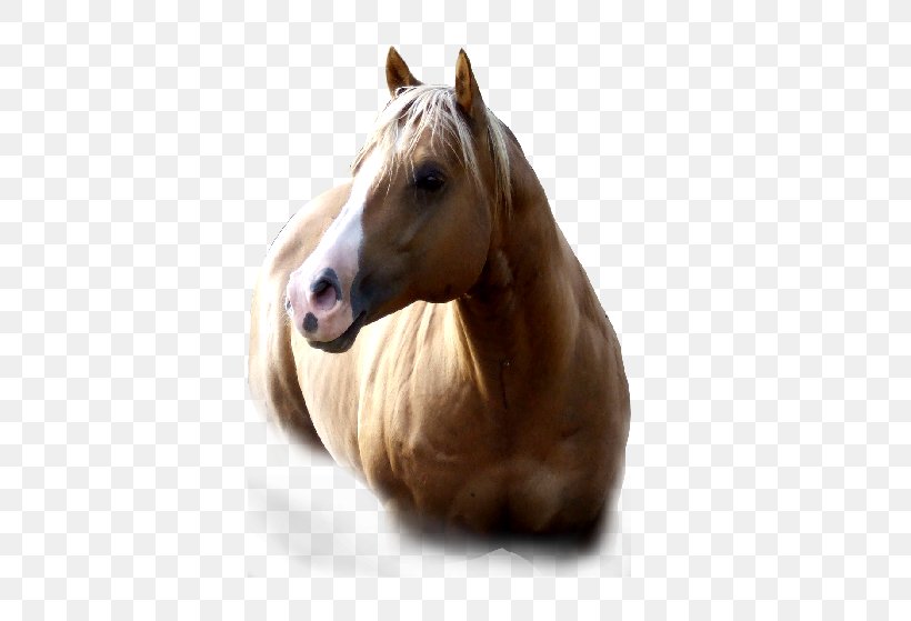 American Paint Horse Mustang American Quarter Horse Mane Mare, PNG, 512x559px, American Paint Horse, American Quarter Horse, Breed, Halter, Head Download Free