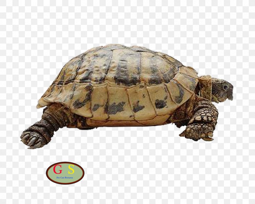 Animal Cat Dog Bird, PNG, 1000x800px, Animal, Bird, Box Turtle, Cat, Chelydridae Download Free