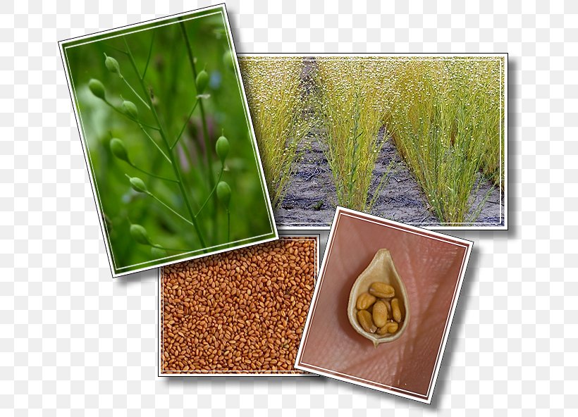 Herb Camelina Sativa Grasses Superfood Commodity, PNG, 665x592px, Herb, Camelina Sativa, Commodity, Food, Grass Download Free
