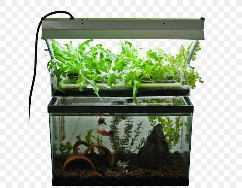 aquaponics fish farming - tutorial hidroponik