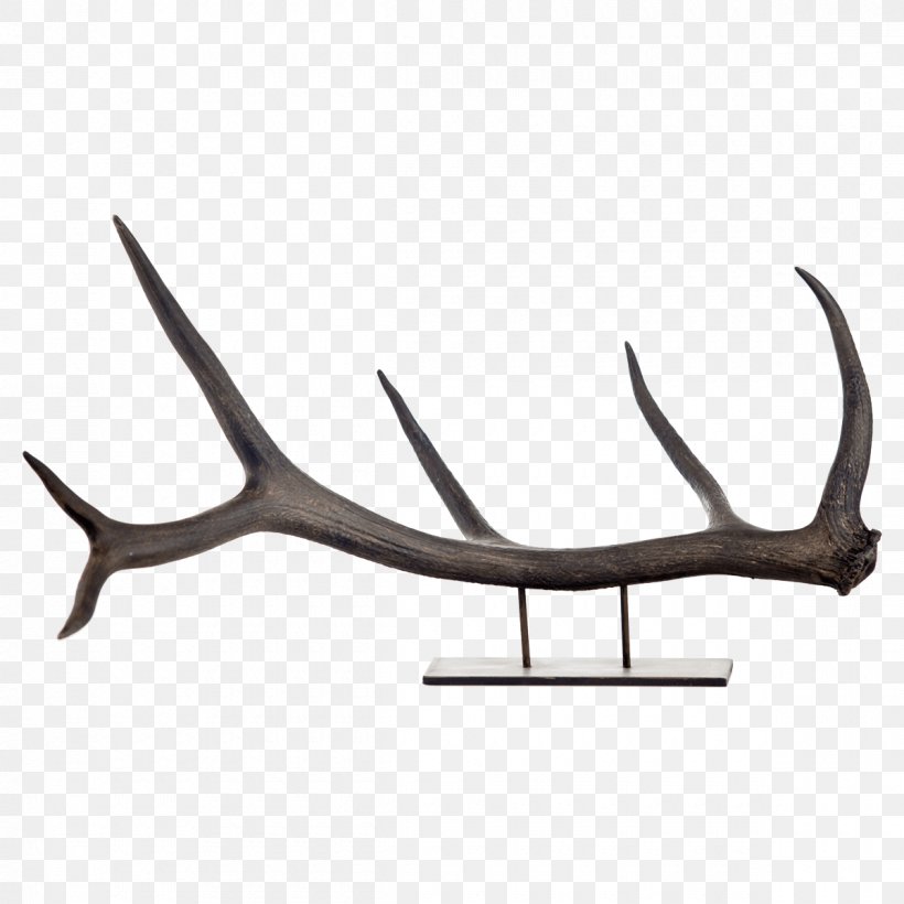 Elk Antler Deer Horn Bison, PNG, 1200x1200px, Elk, Animal, Antler, Bison, Centrepiece Download Free