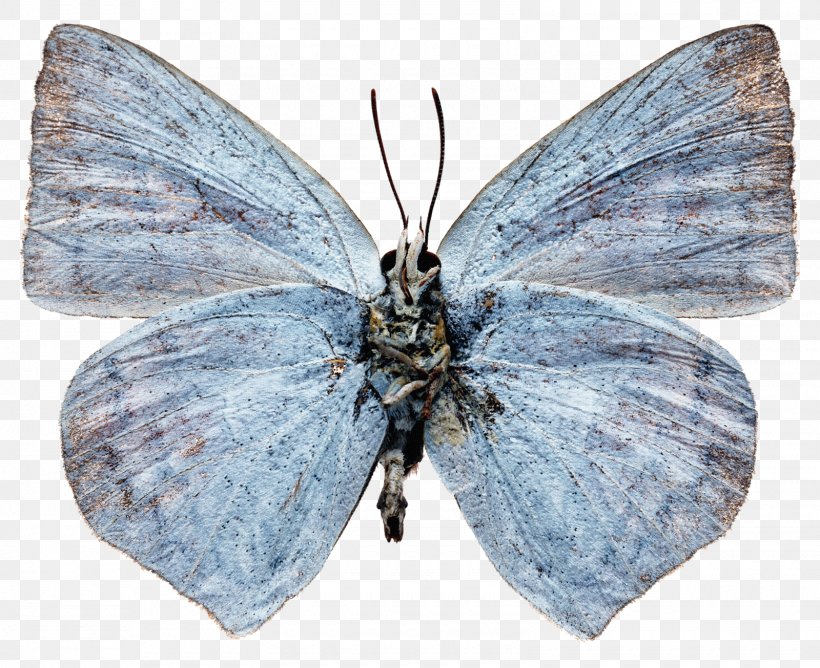 Lycaenidae Nymphalidae Butterfly Pieridae Bombycidae, PNG, 1600x1305px, Lycaenidae, Antenna, Arthropod, Blue, Bombycidae Download Free