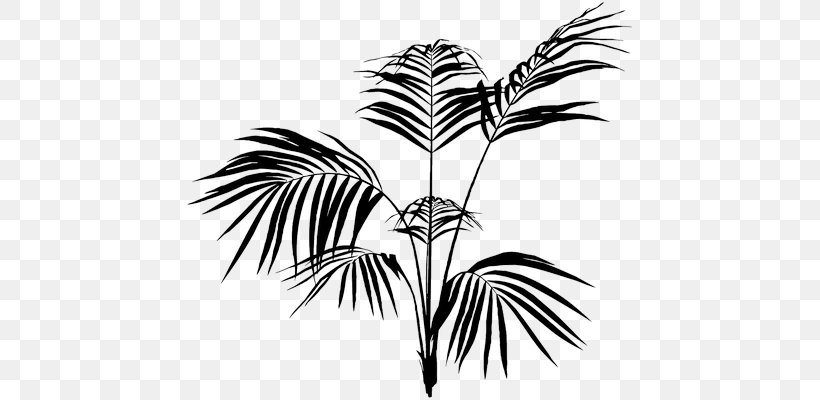 Palm Trees Leaf Palm Branch Plants, PNG, 645x400px, Palm Trees, Arecales, Black And White, Branch, Flowering Plant Download Free