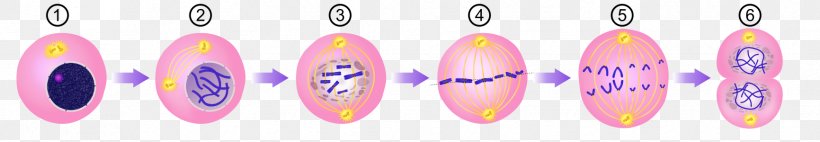 体細胞分裂 Cell Division & Genetics Mitosis, PNG, 1732x300px, Mitosis, Body Jewelry, Cell, Cell Division, Cell Nucleus Download Free