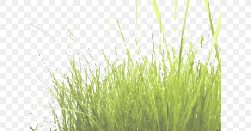 Download Grass, PNG, 626x430px, Grass, Grass Family, Green, Lawn, Meadow Download Free