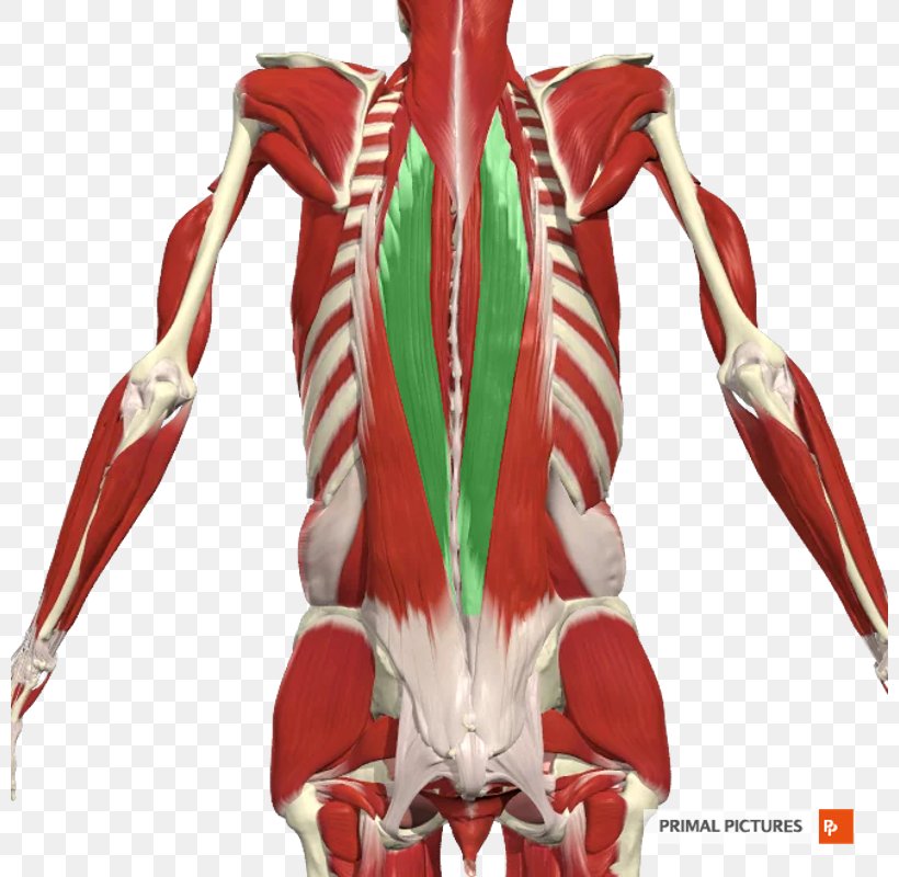 Erector Spinae Muscles Iliocostalis Thoracolumbar Fascia Human Body, PNG, 800x800px, Erector Spinae Muscles, Human Body, Iliocostalis, Iliocostalis Cervicis Muscle, Intercostal Muscle Download Free