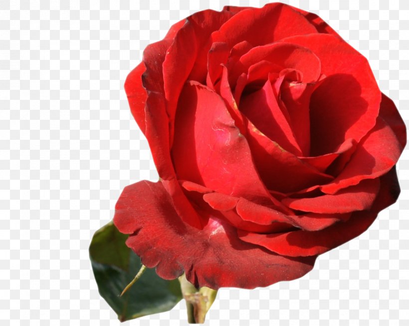 Garden Roses Flower Centifolia Roses Desktop Wallpaper Petal, PNG, 1169x932px, Garden Roses, Blue Rose, Centifolia Roses, China Rose, Chomikujpl Download Free