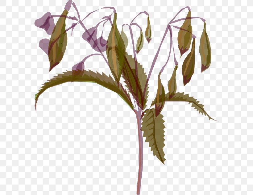 Plant Stem Flower Leaf Twig Archive, PNG, 600x634px, Plant Stem, Branch, Expense, Flora, Flower Download Free