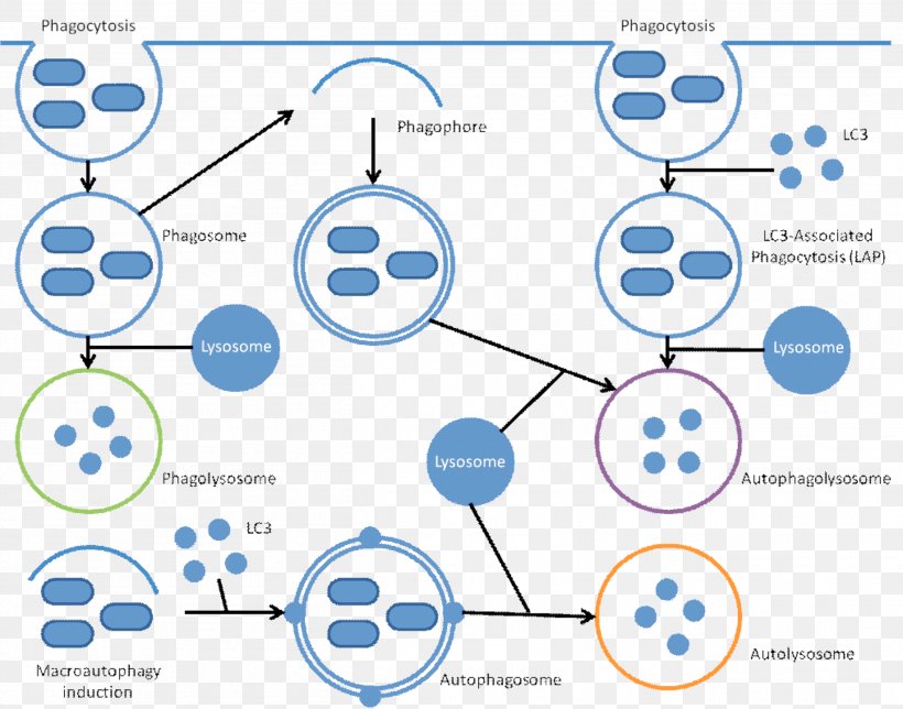 Xenophagy Autophagy Phagocytosis Pathogen Cell, PNG, 2614x2053px, Autophagy, Area, Behavior, Brand, Cell Download Free