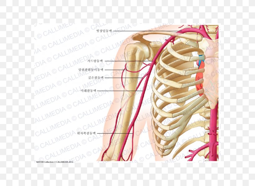 Anterior Humeral Circumflex Artery Anatomy Coronal Plane Posterior Humeral Circumflex Artery, PNG, 600x600px, Watercolor, Cartoon, Flower, Frame, Heart Download Free