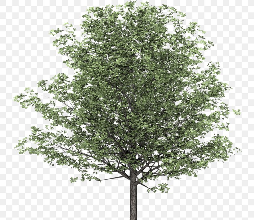 Branch English Walnut Tree Image, PNG, 740x708px, Branch, Architecture, Birch, Building, Drawing Download Free