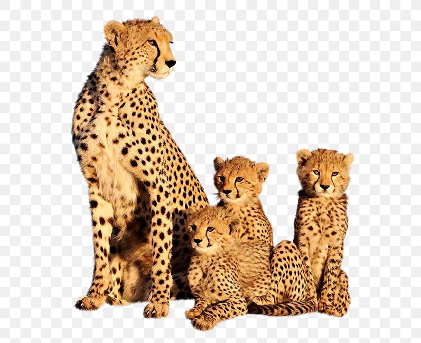 Cheetah Leopard Film Animal YouTube, PNG, 700x669px, 4k Resolution, Leopard, Animal, Big Cats, Carnivoran Download Free