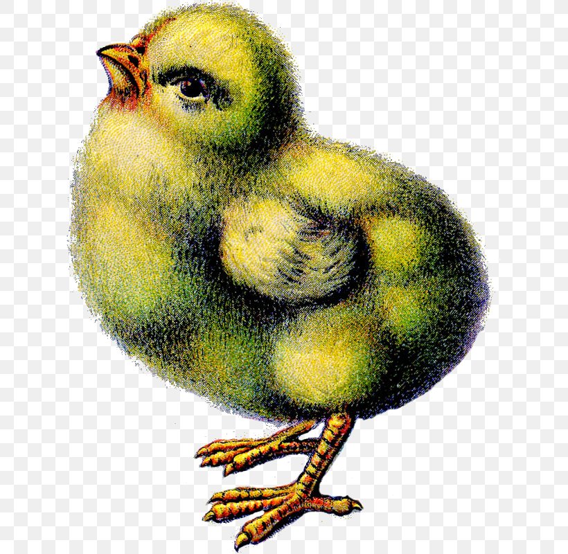 Chicken Easter Bunny Easter Postcard Clip Art, PNG, 629x800px, Chicken, Beak, Bird, Christmas, Duck Download Free