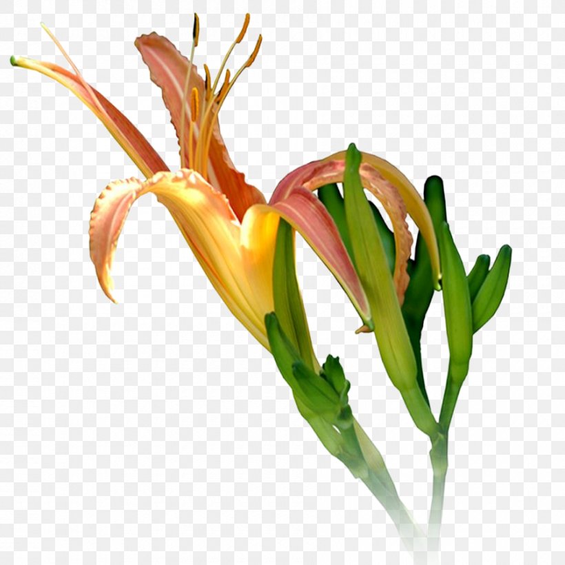 Clip Art Image Psd Desktop Wallpaper, PNG, 900x900px, Art, Bud, Flower, Flowering Plant, Image Resolution Download Free