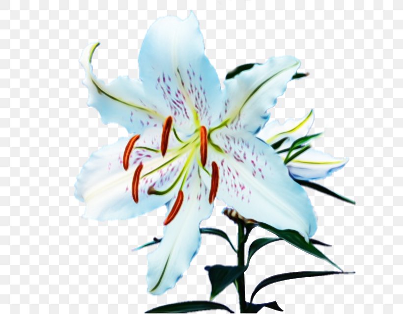 Flower Flowering Plant Lily Petal Plant, PNG, 640x640px, Watercolor, Flower, Flowering Plant, Lily, Lily Family Download Free