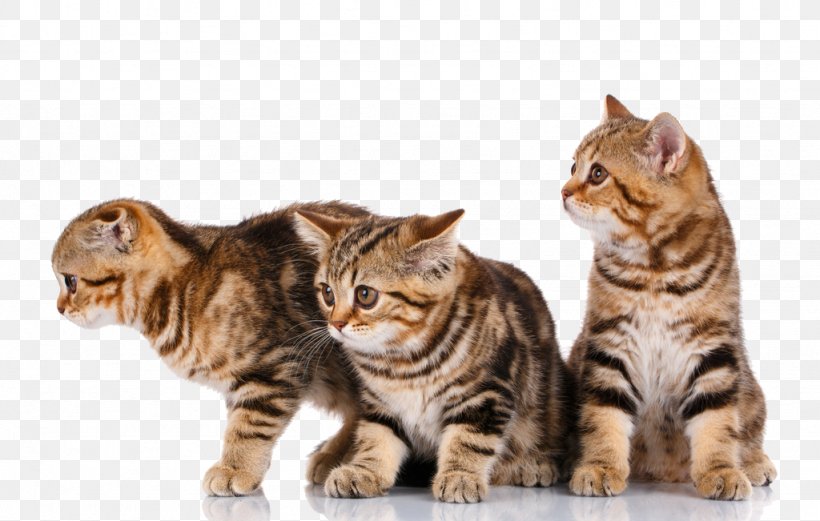 Scottish Fold Himalayan Cat Kitten Dog Pet, PNG, 1024x651px, Scottish Fold, American Shorthair, Animal, Bengal, Black Cat Download Free