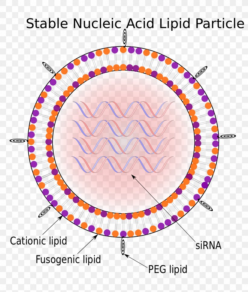 Stable Nucleic Acid Lipid Particle Solid Lipid Nanoparticle, PNG, 1200x1414px, Nucleic Acid, Acid, Area, Diagram, Dna Download Free