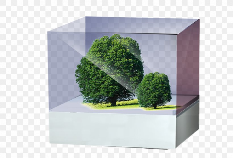 Box Tree, PNG, 892x606px, Tree, Box, Brand, Drawing, Flower Box Download Free
