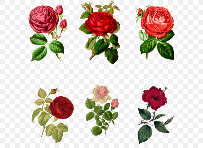 Garden Roses Art Clip Art, PNG, 600x600px, Garden Roses, Art, Artificial Flower, Camellia, Cut Flowers Download Free