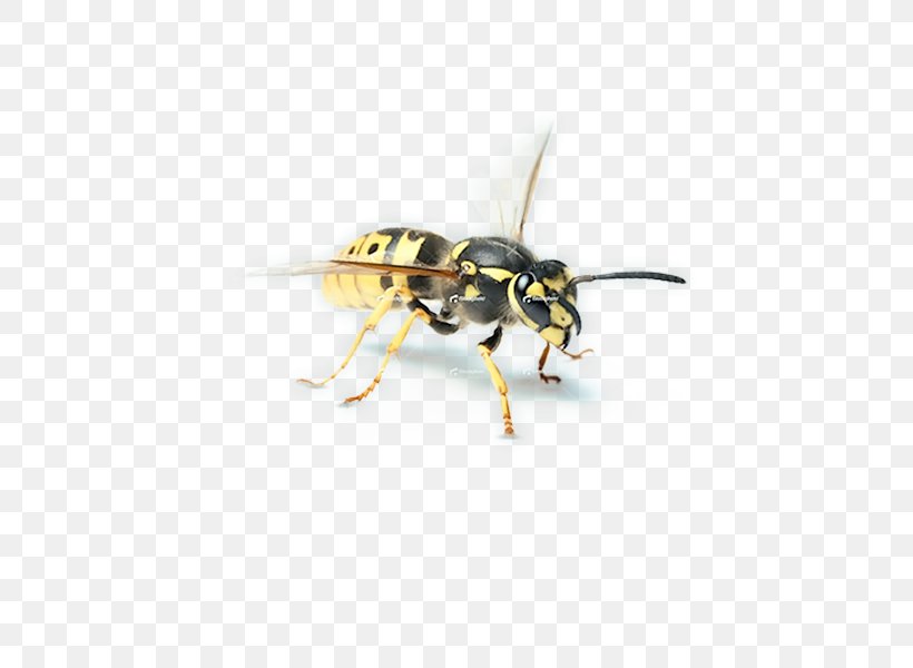 Hornet Bee Wasp YCombinator, PNG, 768x600px, Hornet, Arthropod, Bee, Fly, Insect Download Free