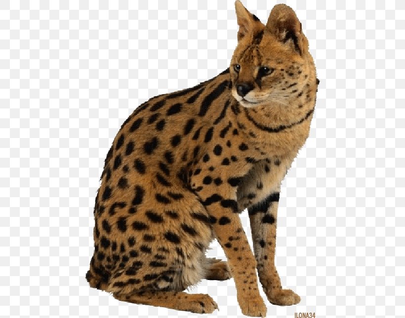 Leopard Cat Tiger Giraffe Savannah Cat, PNG, 478x645px, Leopard, Animal, Bengal, California Spangled, Carnivoran Download Free
