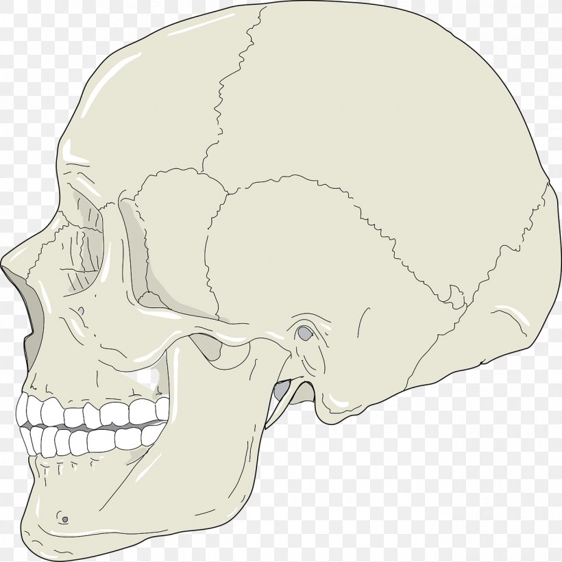 Skull Nose Bone Clip Art, PNG, 1277x1280px, Skull, Anatomy, Bone, Head, Human Skeleton Download Free