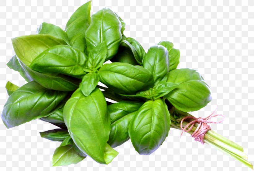 Thai Basil Italian Cuisine Herb Oil, PNG, 1000x675px, Basil, Clove, Duck Meat, Food, Genovese Basil Download Free