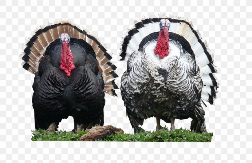 Turkey Meat Poultry Farming Thanksgiving, PNG, 960x621px, Turkey, Animal  Slaughter, Beak, Domesticated Turkey, Fauna Download Free
