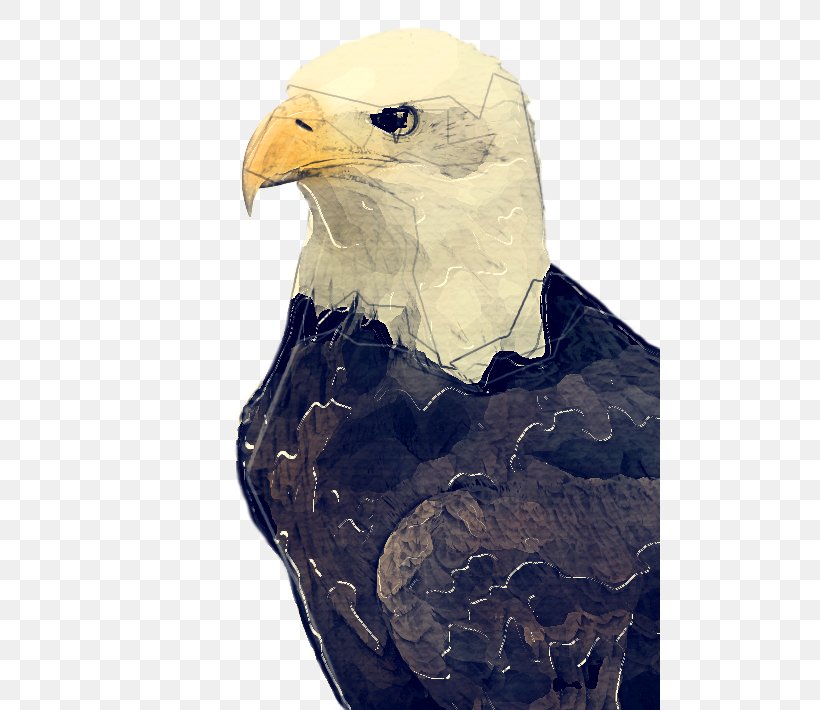 Bird Bald Eagle Eagle Bird Of Prey Beak, PNG, 500x710px, Bird, Accipitridae, Bald Eagle, Beak, Bird Of Prey Download Free