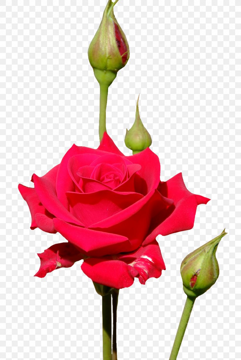 Garden Roses Floristry Cut Flowers Bud, PNG, 856x1280px, Garden Roses, Bud, Cut Flowers, Floristry, Flower Download Free