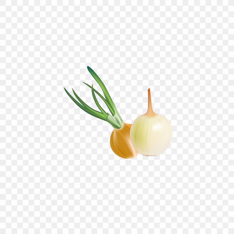 Onion Euclidean Vector Download, PNG, 4000x4000px, Onion, Food, Fruit, Leaf, Vegetable Download Free