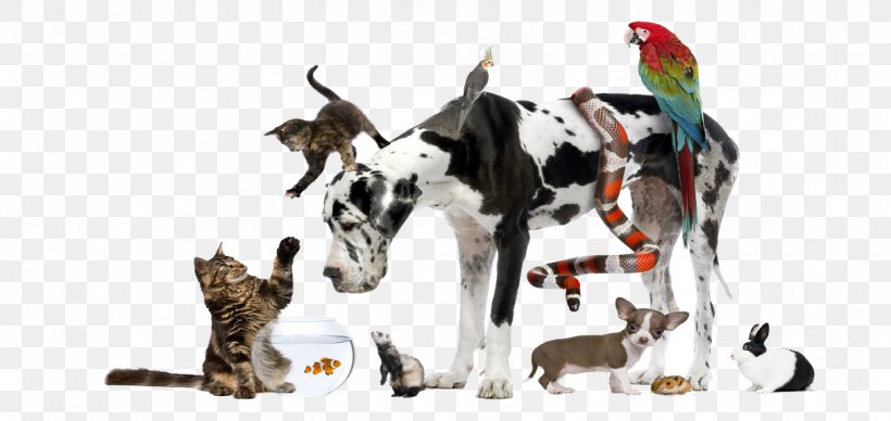 Pet Sitting Dog Cat Veterinarian, PNG, 1213x574px, Pet Sitting, Animal Allergy, Animal Figure, Animal Loss, Carnivoran Download Free