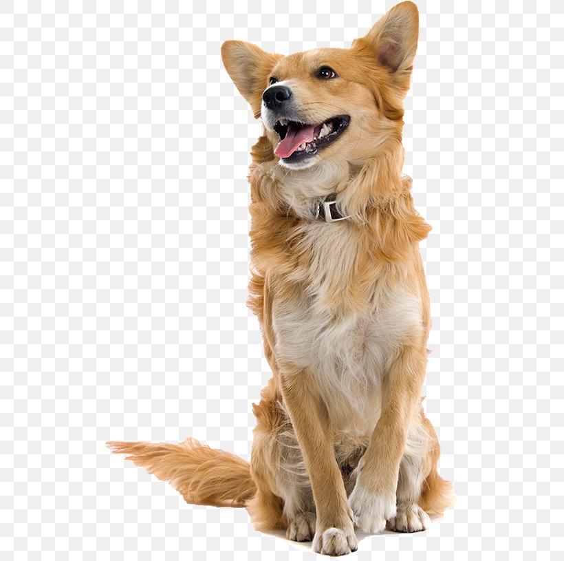 Dog Collar Pet Sitting, PNG, 520x815px, Dog, Carnivoran, Cat, Collar, Companion Dog Download Free