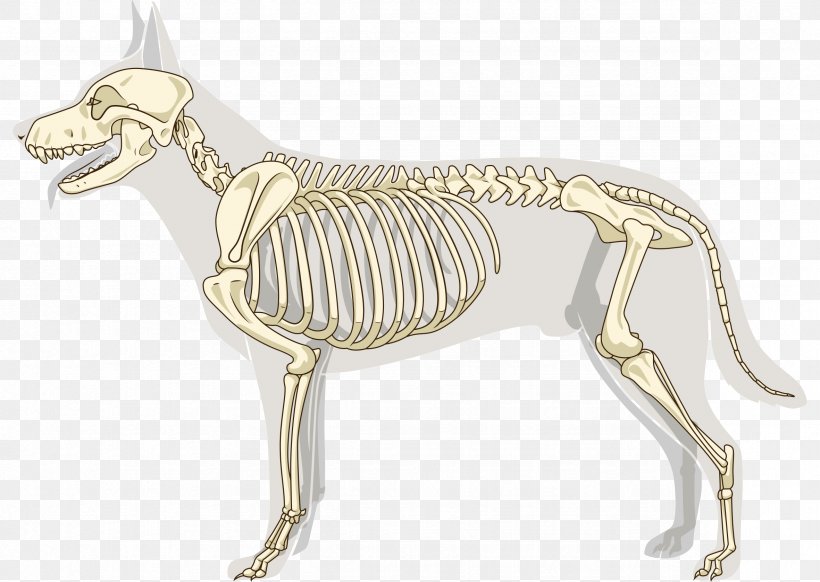 Italian Greyhound Osteosarcoma Joint Skeleton Bone, PNG, 2362x1679px, Italian Greyhound, Anatomy, Appendicular Skeleton, Bone, Carnivoran Download Free