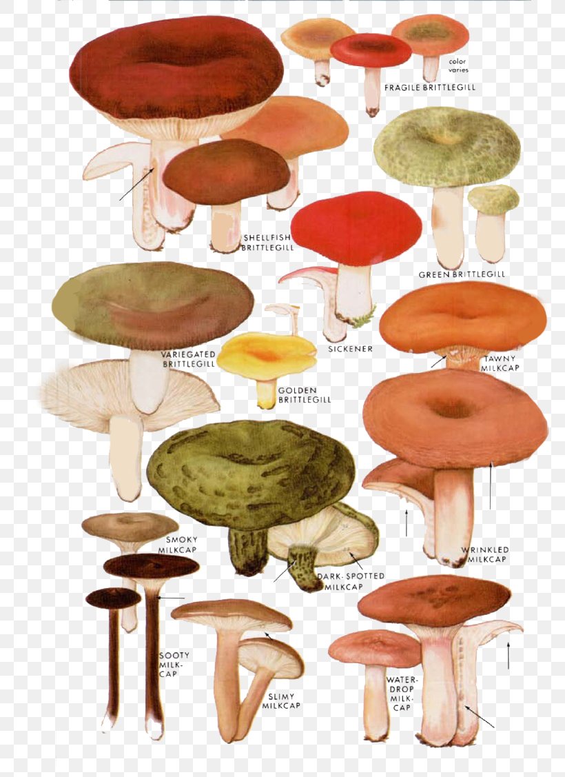 Mushroom Drawing Fungus Illustration, PNG, 810x1127px, Mushroom, Art, Calocybe Gambosa, Cartoon, Common Mushroom Download Free