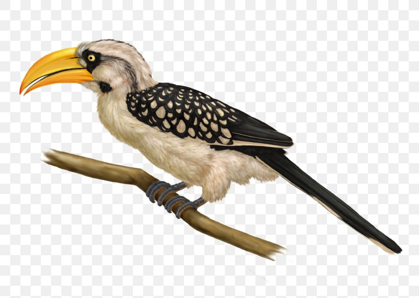 Eastern Yellow-billed Hornbill Bird Northern Red-billed Hornbill Southern Yellow-billed Hornbill, PNG, 780x584px, Hornbill, Animal, Beak, Bird, Birdwatching Download Free