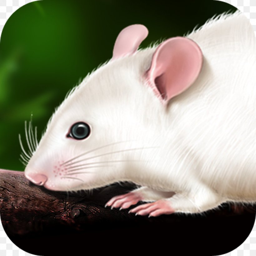 Rat Murids Mouse Dissection Anatomy, PNG, 1024x1024px, Rat, Anatomy, Animal, App Store, Apple Download Free