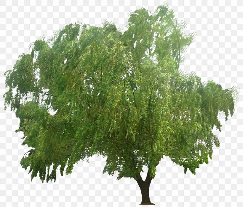Tree Juglans Weeping Willow Clip Art, PNG, 900x764px, Tree, Branch, Chestnut, Deciduous, Drawing Download Free