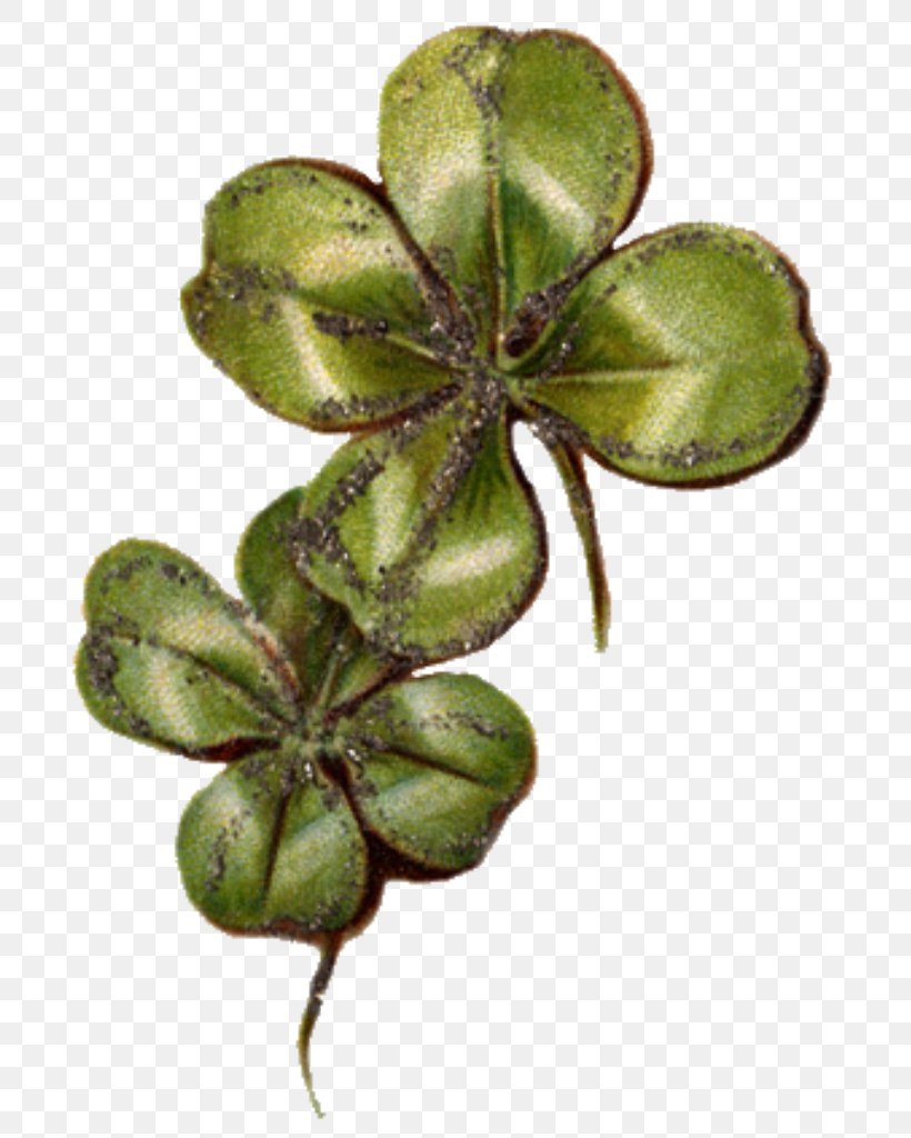 Four-leaf Clover Luck Symbol, PNG, 726x1024px, Fourleaf Clover, Amulet, Clover, Flower, Good Luck Charm Download Free