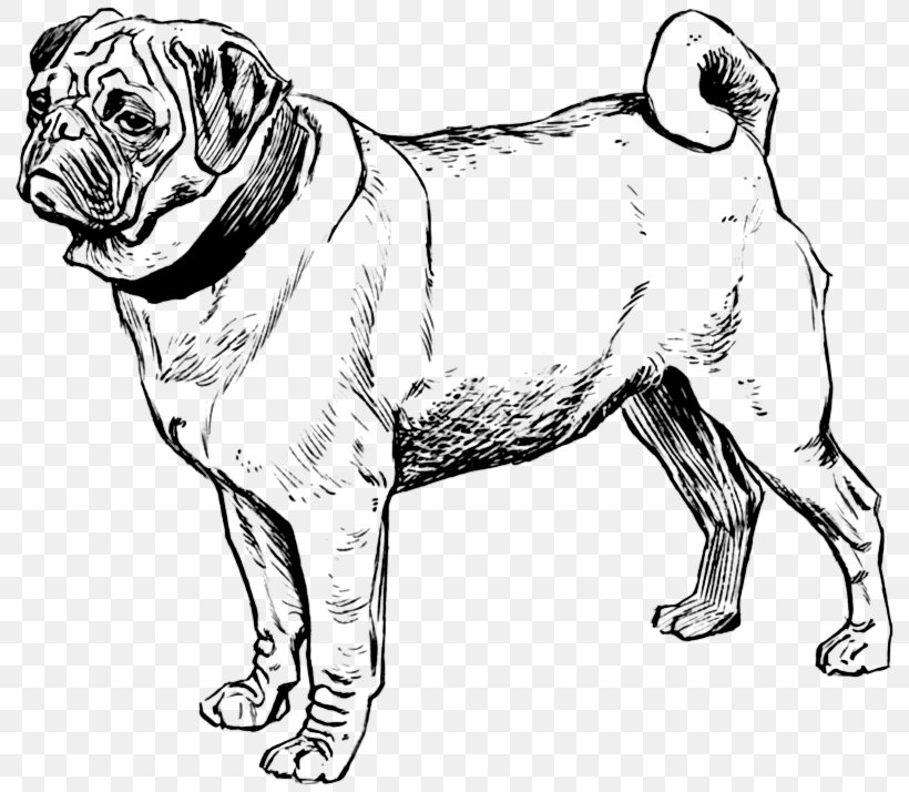Puppy Pug Bull Terrier Coloring Book Boston Terrier, PNG, 800x714px, Puppy, Adult, Artwork, Black And White, Boston Terrier Download Free